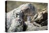 Pallas's cat kitten waiting for mother to return, Mongolia-Paul Williams-Stretched Canvas