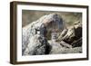 Pallas's cat kitten waiting for mother to return, Mongolia-Paul Williams-Framed Photographic Print