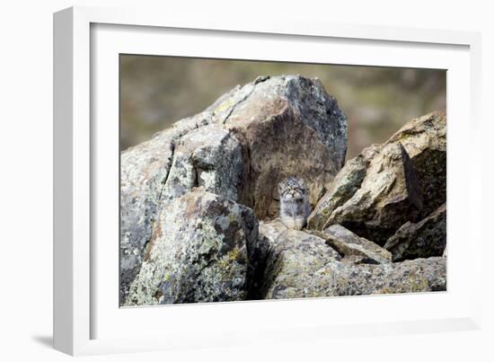 Pallas's cat kitten waiting for mother to return, Mongolia-Paul Williams-Framed Photographic Print