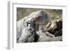 Pallas's cat kitten waiting for mother to return, Mongolia-Paul Williams-Framed Photographic Print