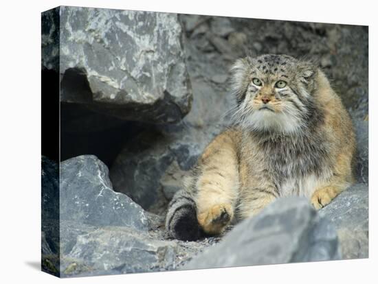 Pallas's Cat, Manul (Otocolobus Manul or Felis Manul)-Andres Morya Hinojosa-Stretched Canvas