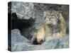 Pallas's Cat, Manul (Otocolobus Manul or Felis Manul)-Andres Morya Hinojosa-Stretched Canvas