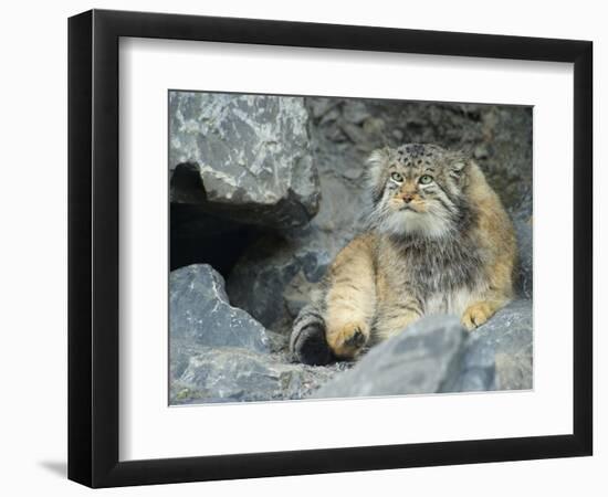 Pallas's Cat, Manul (Otocolobus Manul or Felis Manul)-Andres Morya Hinojosa-Framed Photographic Print