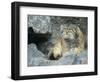 Pallas's Cat, Manul (Otocolobus Manul or Felis Manul)-Andres Morya Hinojosa-Framed Photographic Print