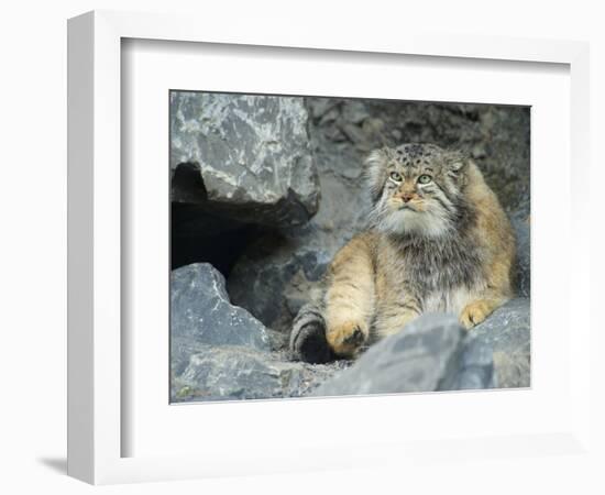 Pallas's Cat, Manul (Otocolobus Manul or Felis Manul)-Andres Morya Hinojosa-Framed Photographic Print
