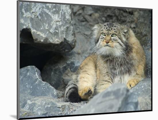 Pallas's Cat, Manul (Otocolobus Manul or Felis Manul)-Andres Morya Hinojosa-Mounted Photographic Print