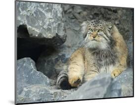 Pallas's Cat, Manul (Otocolobus Manul or Felis Manul)-Andres Morya Hinojosa-Mounted Photographic Print