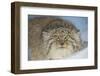 Pallas's cat (Otocolobus manul) in snow, Gobi Desert, Mongolia. December.-Valeriy Maleev-Framed Photographic Print