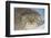 Pallas's cat (Otocolobus manul) in snow, Gobi Desert, Mongolia. December.-Valeriy Maleev-Framed Photographic Print