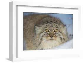 Pallas's cat (Otocolobus manul) in snow, Gobi Desert, Mongolia. December.-Valeriy Maleev-Framed Photographic Print