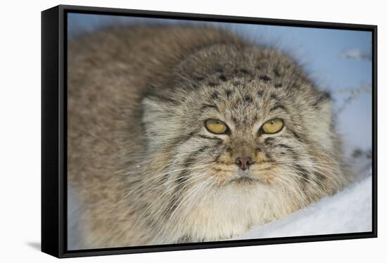 Pallas's cat (Otocolobus manul) in snow, Gobi Desert, Mongolia. December.-Valeriy Maleev-Framed Stretched Canvas