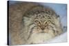 Pallas's cat (Otocolobus manul) in snow, Gobi Desert, Mongolia. December.-Valeriy Maleev-Stretched Canvas