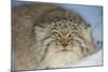 Pallas's cat (Otocolobus manul) in snow, Gobi Desert, Mongolia. December.-Valeriy Maleev-Mounted Photographic Print