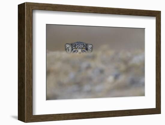 Pallas's cat (Otocolobus manul) peering,Tibetan Plateau,Qinghai, China-Staffan Widstrand/Wild Wonders of China-Framed Photographic Print