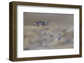 Pallas's cat (Otocolobus manul) peering,Tibetan Plateau,Qinghai, China-Staffan Widstrand/Wild Wonders of China-Framed Photographic Print