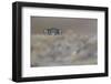 Pallas's cat (Otocolobus manul) peering,Tibetan Plateau,Qinghai, China-Staffan Widstrand/Wild Wonders of China-Framed Photographic Print