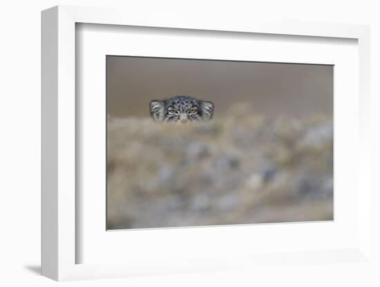 Pallas's cat (Otocolobus manul) peering,Tibetan Plateau,Qinghai, China-Staffan Widstrand/Wild Wonders of China-Framed Photographic Print