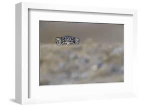 Pallas's cat (Otocolobus manul) peering,Tibetan Plateau,Qinghai, China-Staffan Widstrand/Wild Wonders of China-Framed Photographic Print