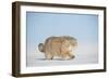 Pallas's cat (Otocolobus manul) walking in snow, Gobi Desert, Mongolia. December.-Valeriy Maleev-Framed Photographic Print