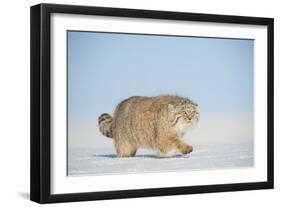 Pallas's cat (Otocolobus manul) walking in snow, Gobi Desert, Mongolia. December.-Valeriy Maleev-Framed Photographic Print