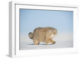 Pallas's cat (Otocolobus manul) walking in snow, Gobi Desert, Mongolia. December.-Valeriy Maleev-Framed Photographic Print