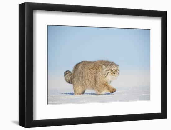 Pallas's cat (Otocolobus manul) walking in snow, Gobi Desert, Mongolia. December.-Valeriy Maleev-Framed Photographic Print