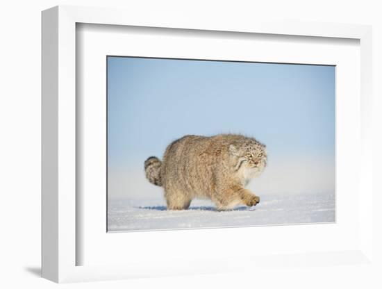 Pallas's cat (Otocolobus manul) walking in snow, Gobi Desert, Mongolia. December.-Valeriy Maleev-Framed Photographic Print