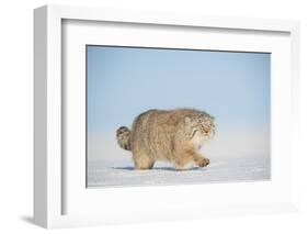 Pallas's cat (Otocolobus manul) walking in snow, Gobi Desert, Mongolia. December.-Valeriy Maleev-Framed Photographic Print