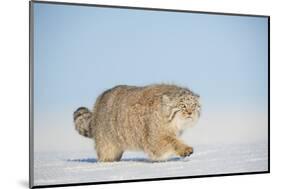Pallas's cat (Otocolobus manul) walking in snow, Gobi Desert, Mongolia. December.-Valeriy Maleev-Mounted Photographic Print