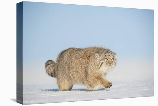 Pallas's cat (Otocolobus manul) walking in snow, Gobi Desert, Mongolia. December.-Valeriy Maleev-Stretched Canvas