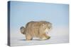 Pallas's cat (Otocolobus manul) walking in snow, Gobi Desert, Mongolia. December.-Valeriy Maleev-Stretched Canvas