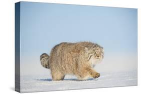 Pallas's cat (Otocolobus manul) walking in snow, Gobi Desert, Mongolia. December.-Valeriy Maleev-Stretched Canvas