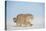 Pallas's cat (Otocolobus manul) walking in snow, Gobi Desert, Mongolia. December.-Valeriy Maleev-Stretched Canvas