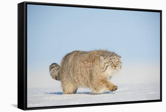 Pallas's cat (Otocolobus manul) walking in snow, Gobi Desert, Mongolia. December.-Valeriy Maleev-Framed Stretched Canvas