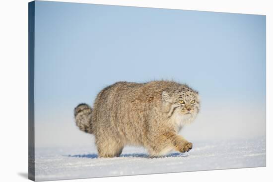 Pallas's cat (Otocolobus manul) walking in snow, Gobi Desert, Mongolia. December.-Valeriy Maleev-Stretched Canvas