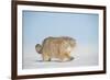 Pallas's cat (Otocolobus manul) walking in snow, Gobi Desert, Mongolia. December.-Valeriy Maleev-Framed Photographic Print