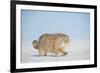 Pallas's cat (Otocolobus manul) walking in snow, Gobi Desert, Mongolia. December.-Valeriy Maleev-Framed Photographic Print