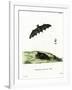 Pallas's Long-Tongued Bat-null-Framed Giclee Print