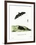 Pallas's Long-Tongued Bat-null-Framed Giclee Print