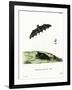 Pallas's Long-Tongued Bat-null-Framed Giclee Print