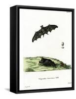 Pallas's Long-Tongued Bat-null-Framed Stretched Canvas