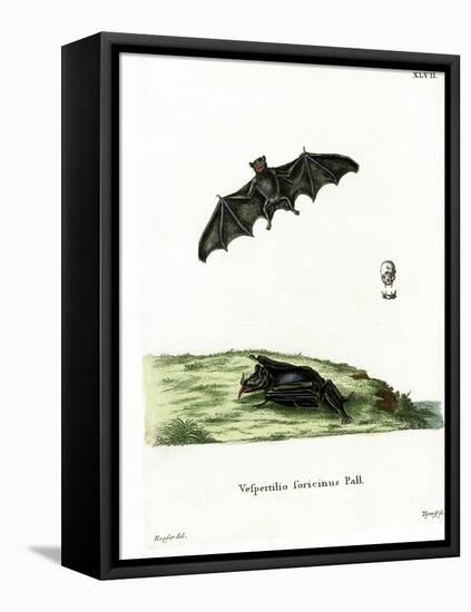 Pallas's Long-Tongued Bat-null-Framed Stretched Canvas