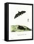 Pallas's Long-Tongued Bat-null-Framed Stretched Canvas