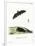 Pallas's Long-Tongued Bat-null-Framed Premium Giclee Print