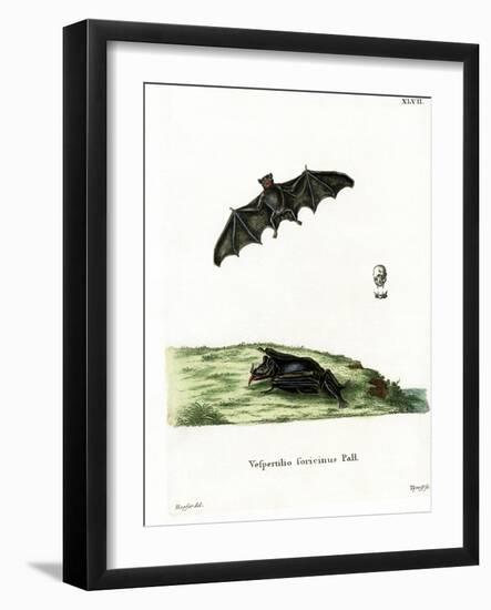 Pallas's Long-Tongued Bat-null-Framed Giclee Print