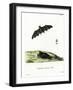 Pallas's Long-Tongued Bat-null-Framed Giclee Print