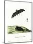 Pallas's Long-Tongued Bat-null-Mounted Giclee Print