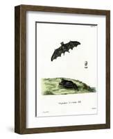 Pallas's Long-Tongued Bat-null-Framed Giclee Print