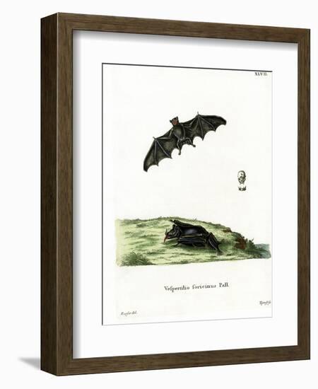 Pallas's Long-Tongued Bat-null-Framed Giclee Print