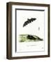 Pallas's Long-Tongued Bat-null-Framed Giclee Print